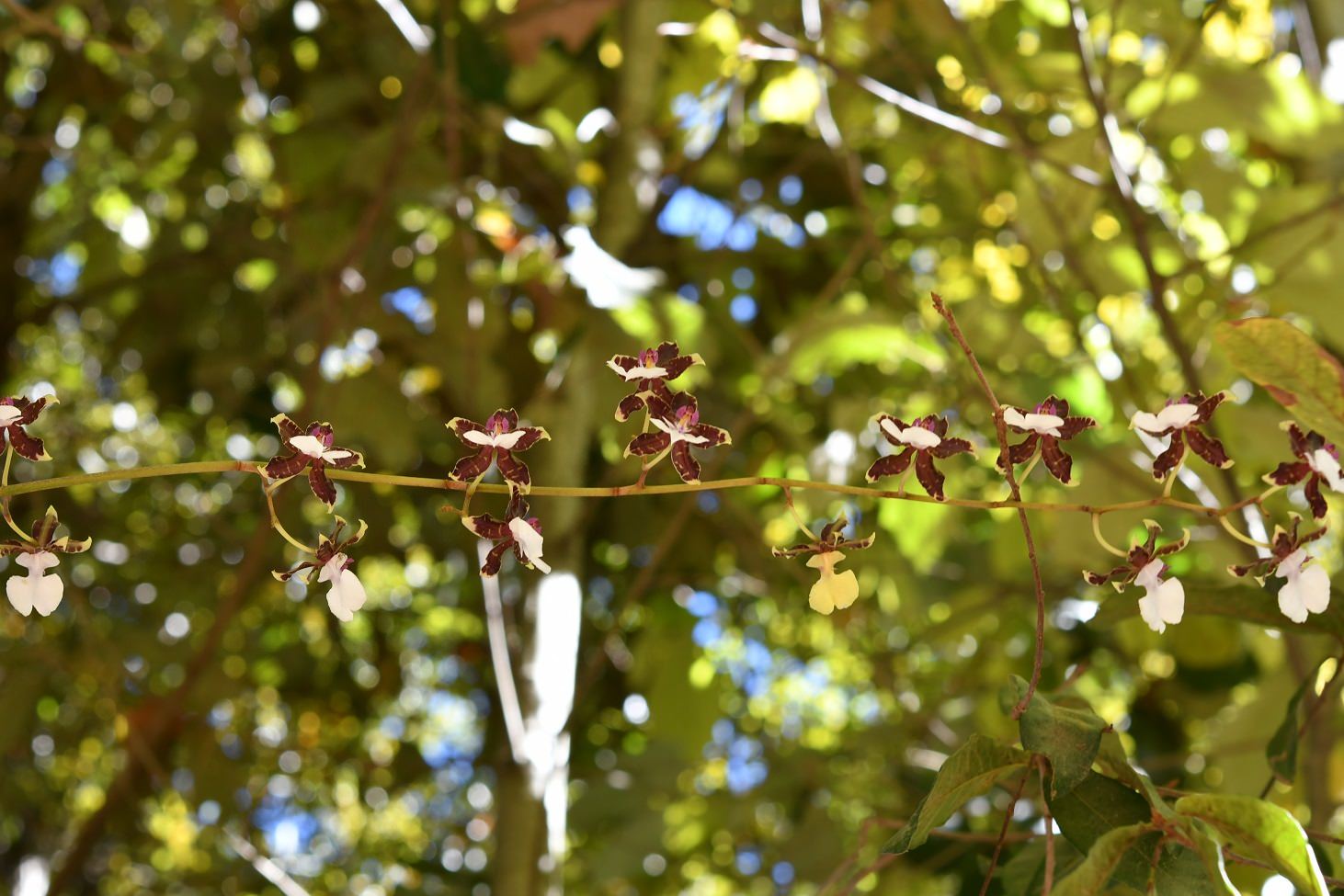 Oncidium leucochillum